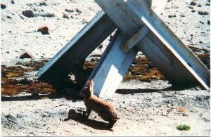 Kaninchen_Panzersperren.jpg20101109-3176-l5budt-0